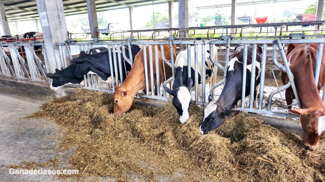 Alimentaci N De La Vaca Lechera Ganaderia Sos Soluci N Integral Ganadera