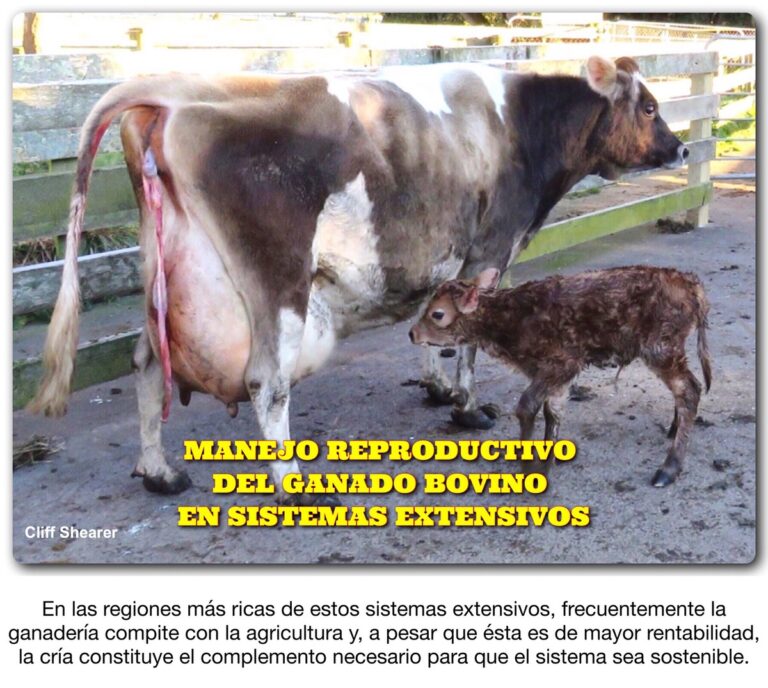 Manejo Reproductivo Del Ganado Bovino En Sistemas Extensivos