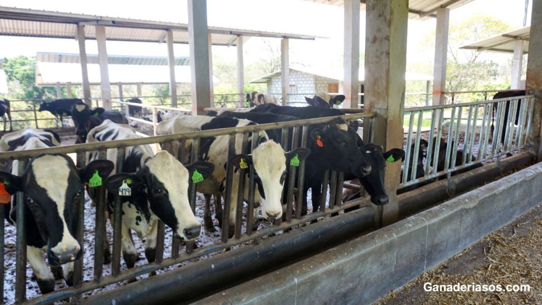 MEJORA DE LA EFICIENCIA DEL USO DEL NITRÓGENO EN LECHE A TRAVÉS DEL