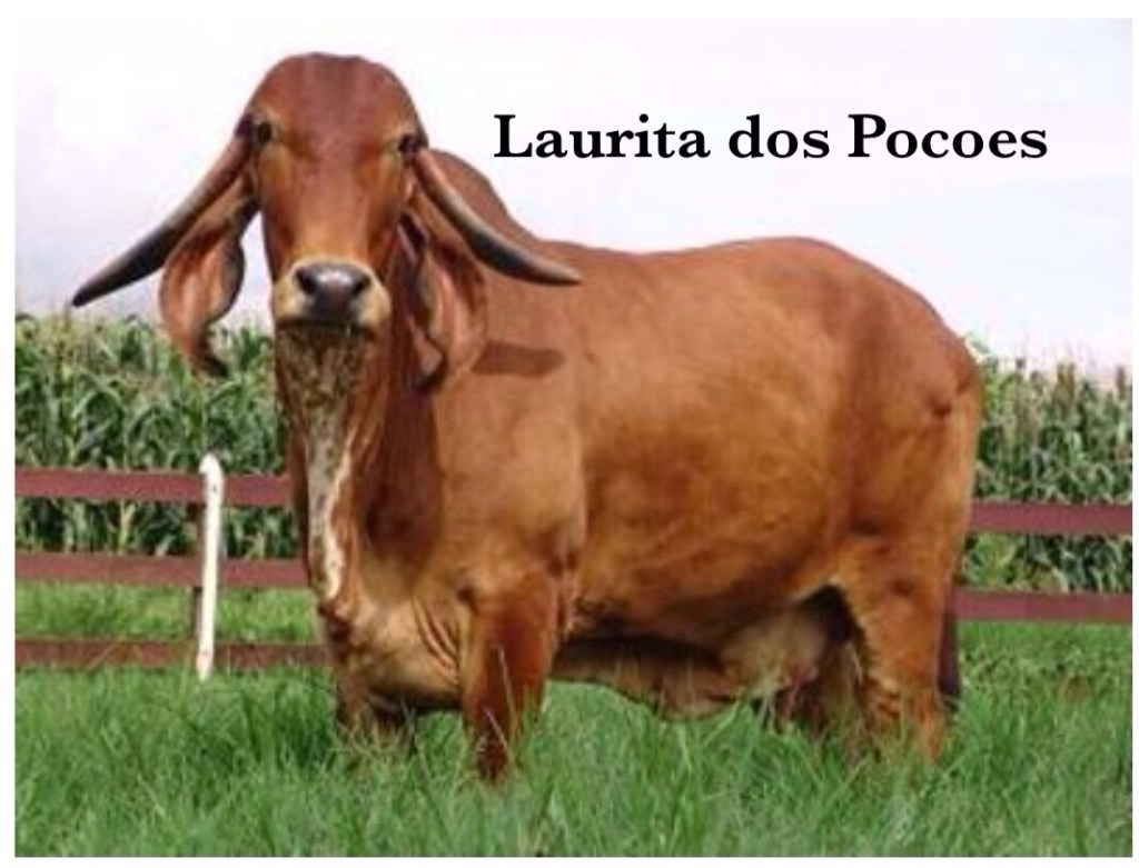 Laurita_dos_Pocoes.JPG