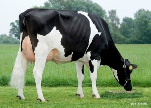 HOLSTEIN