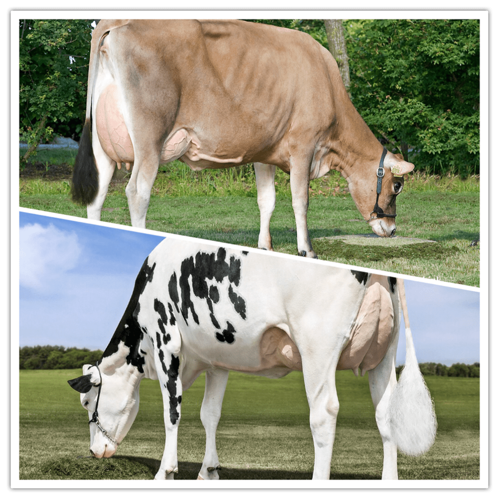 HOLSTEIN CONTRA JERSEY