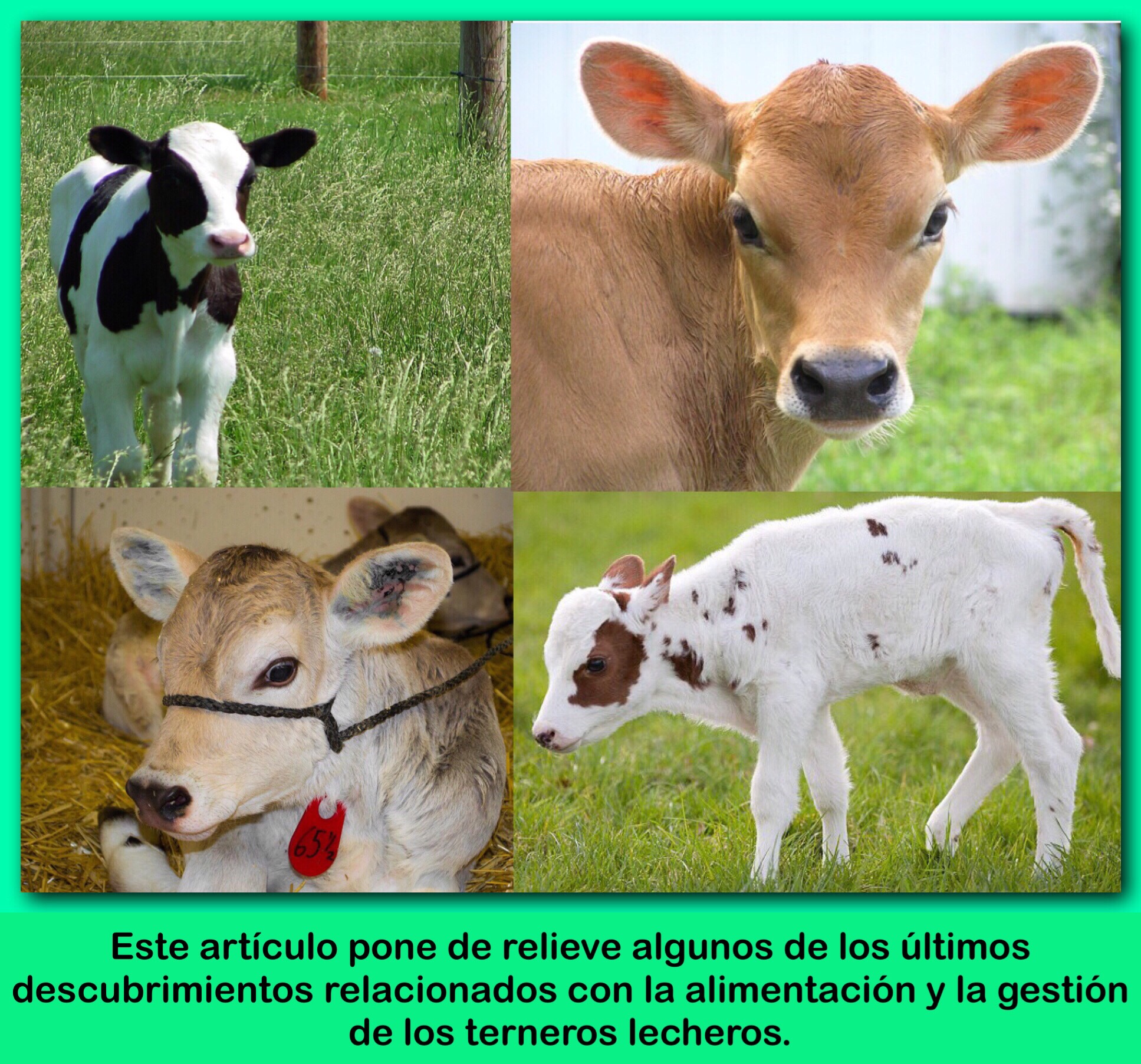 BECERRO,ACTUALIZACIONES DE INVESTIGACIÓN