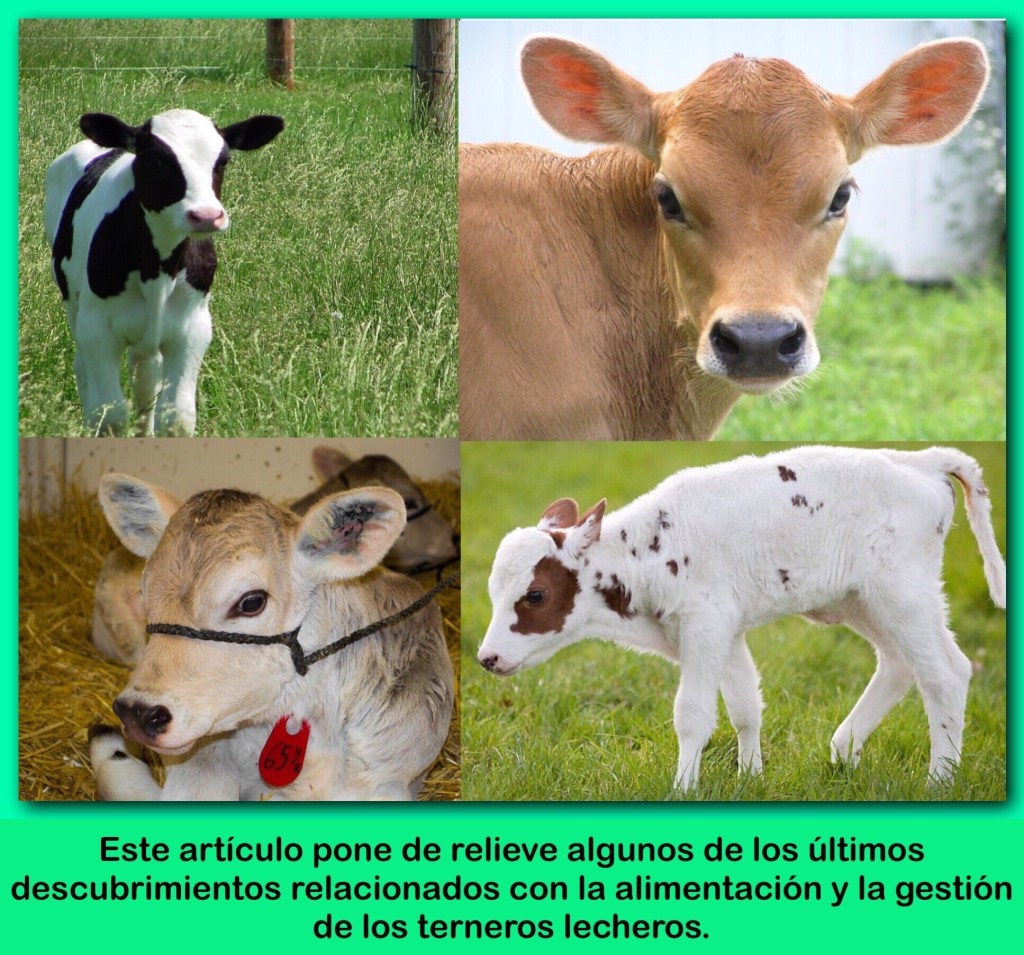 BECERRO,ACTUALIZACIONES DE INVESTIGACIÓN