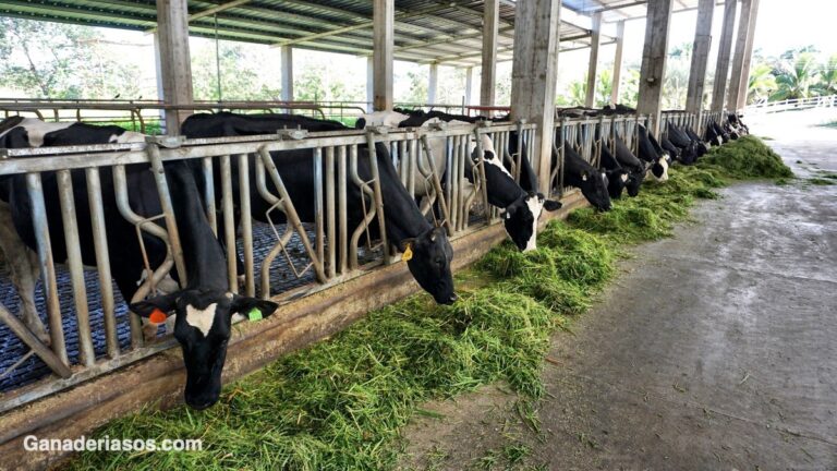 PRODUCTIVIDAD Y CONFORT EN EL MANEJO DE LA VACA LECHERA - Ganaderia SOS ...