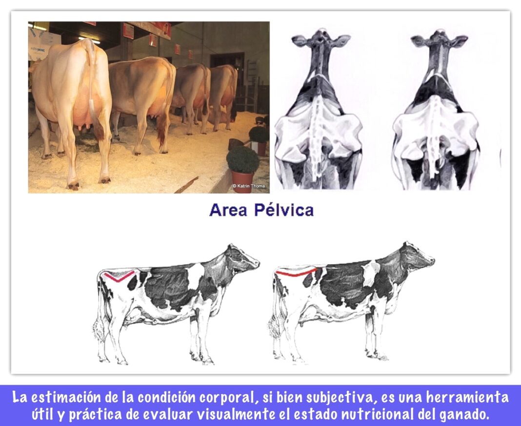 ALIMENTACION DE LAS VACAS LECHERAS PARA CONDICION CORPORAL - Ganaderia ...