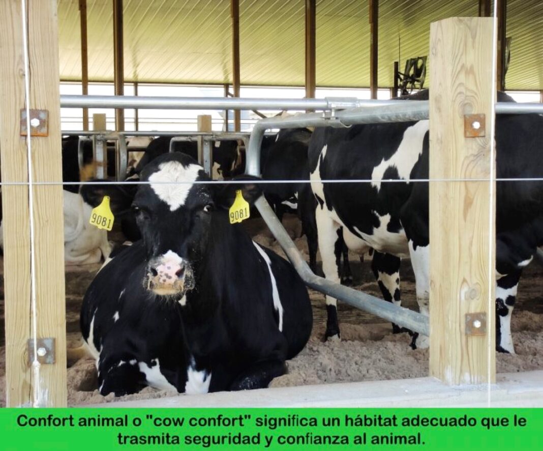 PRODUCTIVIDAD Y CONFORT EN EL MANEJO DE LA VACA LECHERA - Ganaderia SOS ...