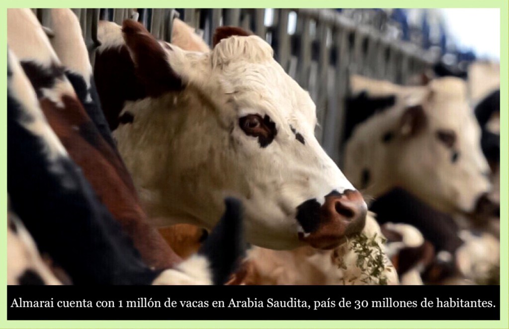 COMO LA LECHERÍA MÁS GRANDE DE ARABIA SAUDITA SALVO SUS VACAS GRACIAS A CALIFORNIA