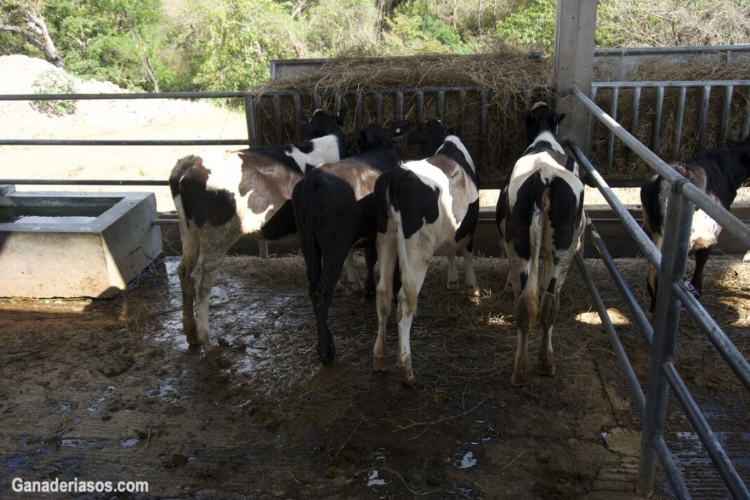 Mejoramiento GenÉtico De Ganado De Leche Ganaderia Sos Solución Integral Ganadera 0177