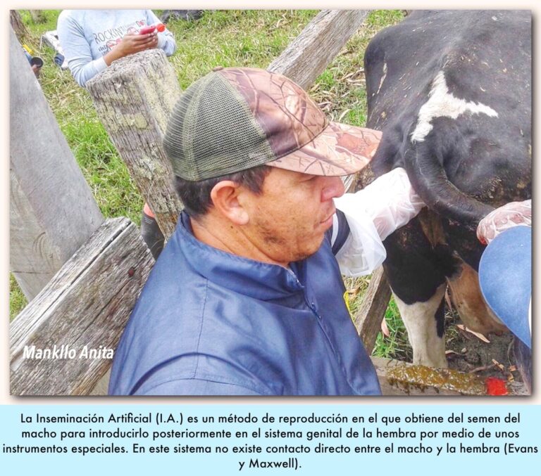 Inseminacion Artificial En Bovinos Ganaderia Sos Solución Integral Ganadera 6772