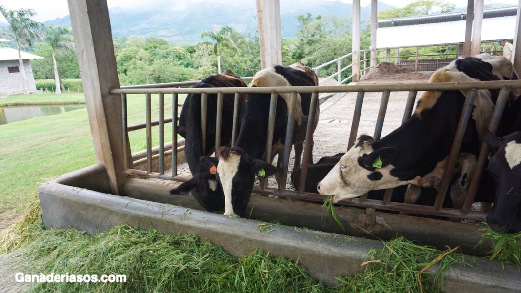 ALIMENTOS PARA VACAS LECHERAS - Ganaderia SOS: Solución Integral Ganadera