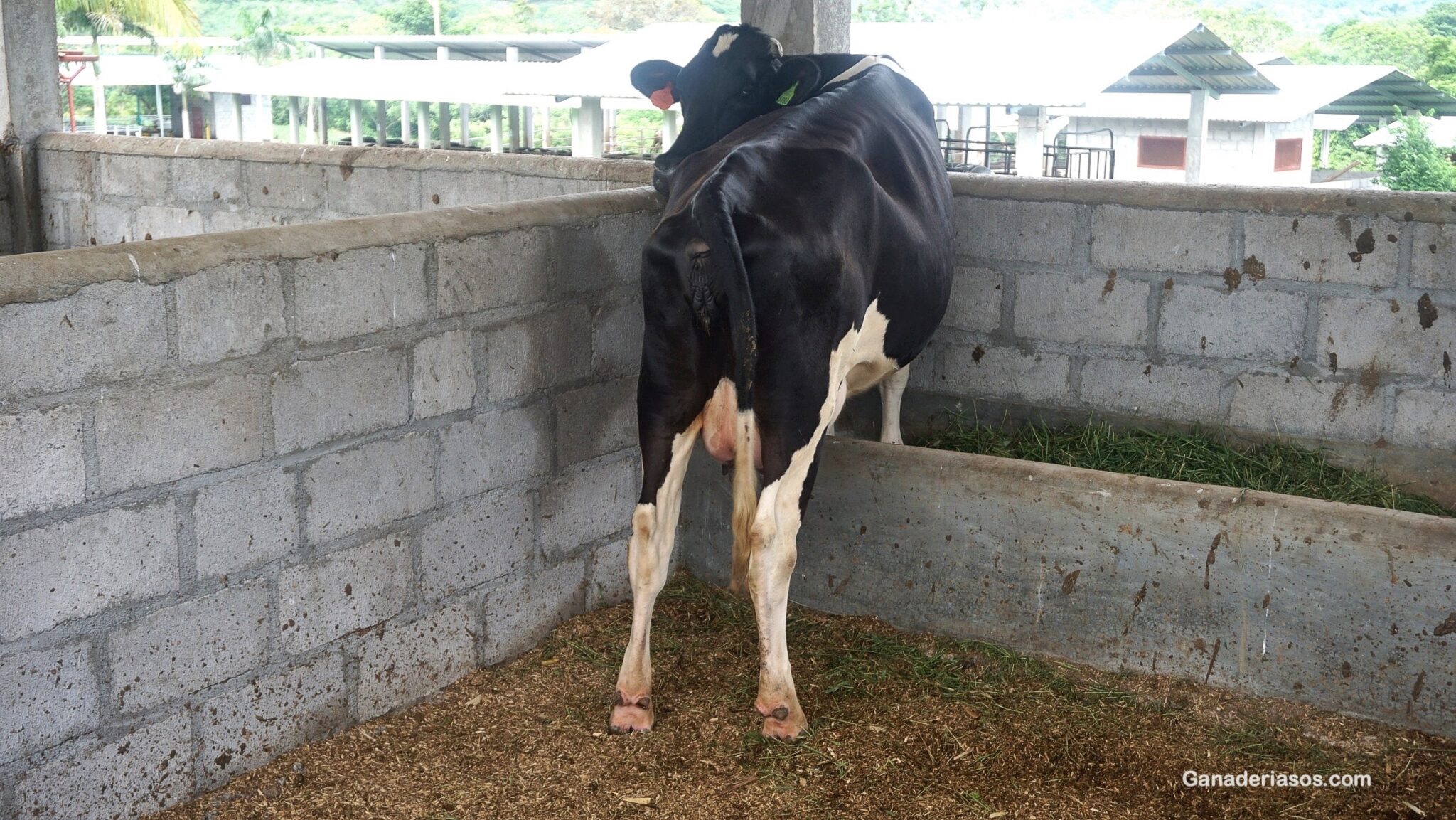 PUNTOS CLAVES A CONSIDERAR EN EL MANEJO DE LAS VACAS EN TRANSICIÓN ...