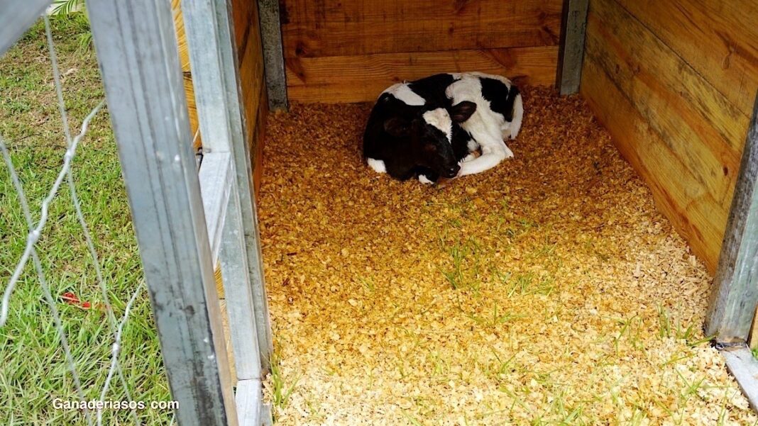 CONFORT-BIENESTAR DE LA VACA LECHERA - Ganaderia SOS: Solución Integral ...