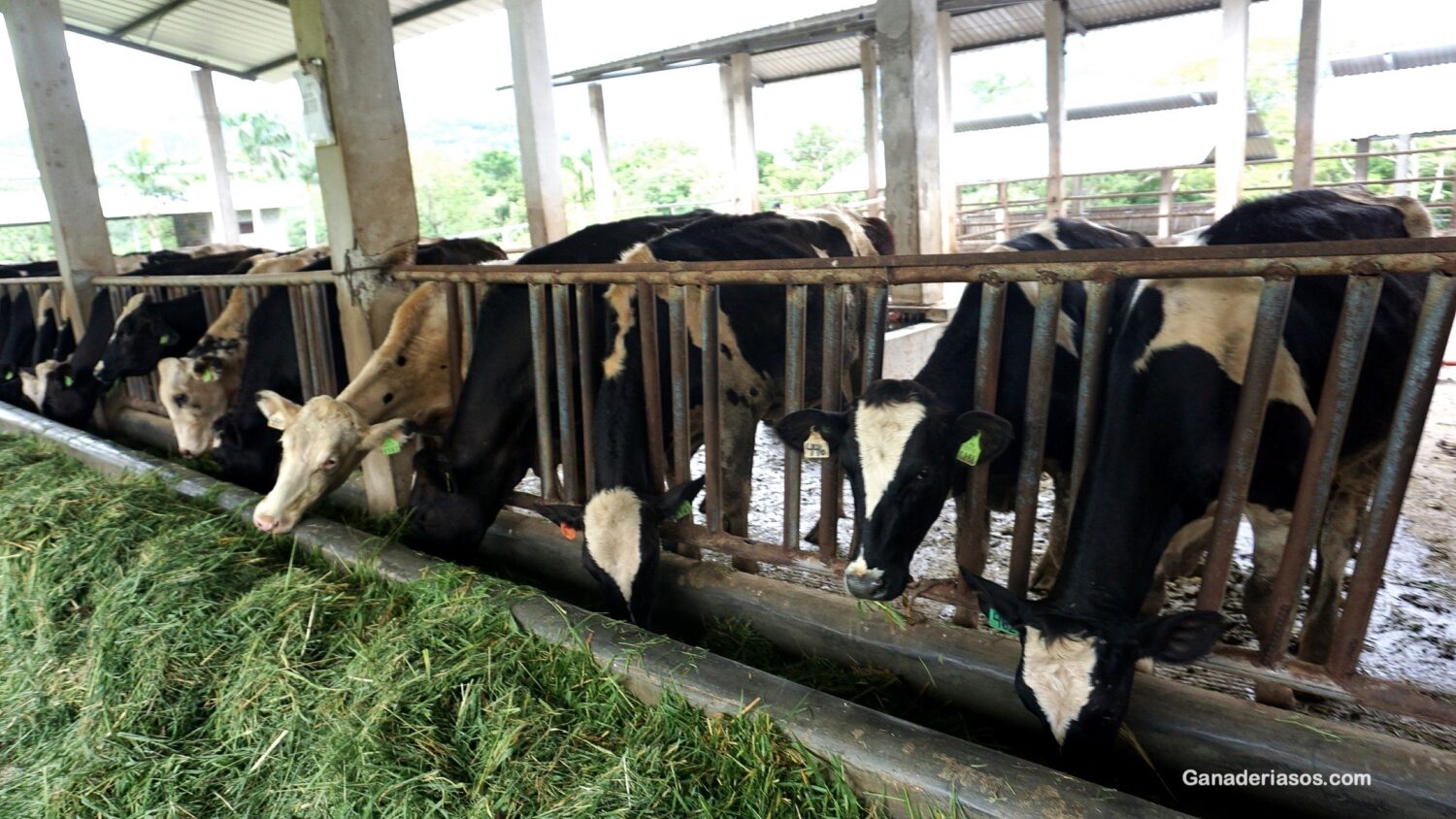 CÓMO ELEGIR UNA BUENA RAZA DE VACA LECHERA - Ganaderia SOS: Solución ...