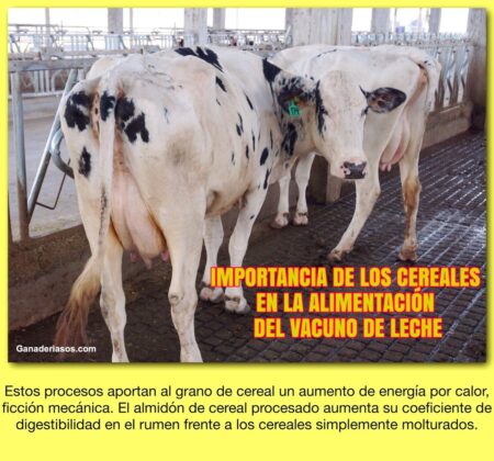 IMPORTANCIA DE LOS CEREALES EN LA ALIMENTACIÓN DEL VACUNO DE LECHE ...