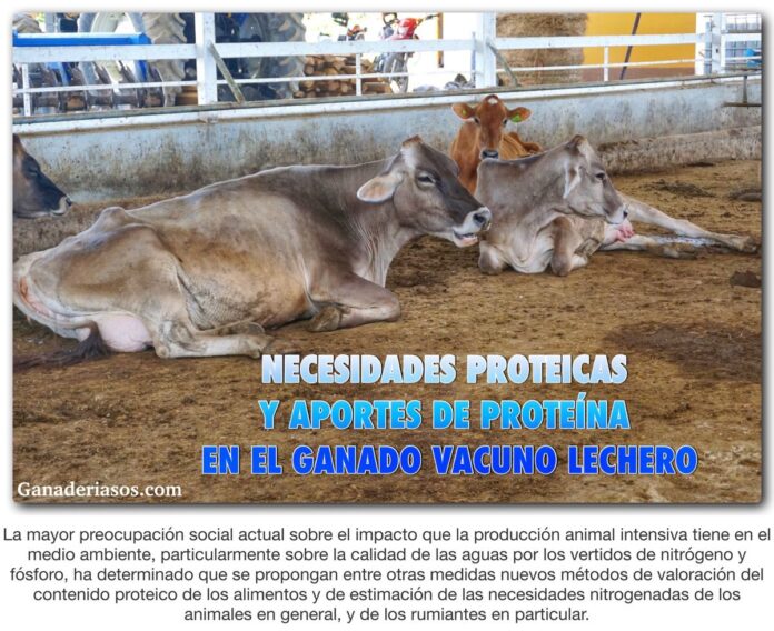 NECESIDADES PROTEICAS Y APORTES DE PROTEÍNA EN EL GANADO VACUNO LECHERO ...