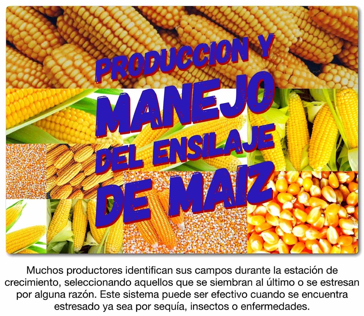PRODUCCION Y MANEJO DEL ENSILAJE DE MAIZ - Ganaderia SOS: Solución Integral  Ganadera
