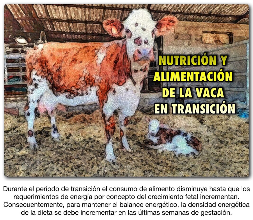 NUTRICIÓN Y ALIMENTACIÓN DE LA VACA EN TRANSICIÓN - Ganaderia SOS ...