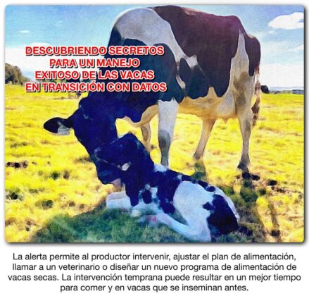 DESCUBRIENDO SECRETOS PARA UN MANEJO EXITOSO DE LAS VACAS EN TRANSICIÓN ...