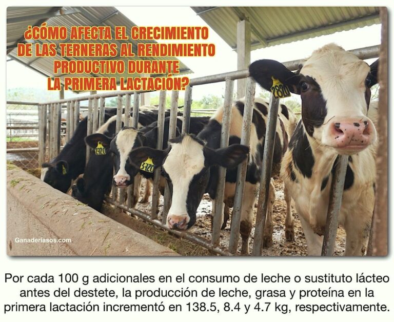 ¿CÓMO AFECTA EL CRECIMIENTO DE LAS TERNERAS AL RENDIMIENTO PRODUCTIVO ...