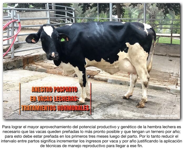 ANESTRO POSPARTO EN VACAS LECHERAS: TRATAMIENTOS HORMONALES - Ganaderia ...