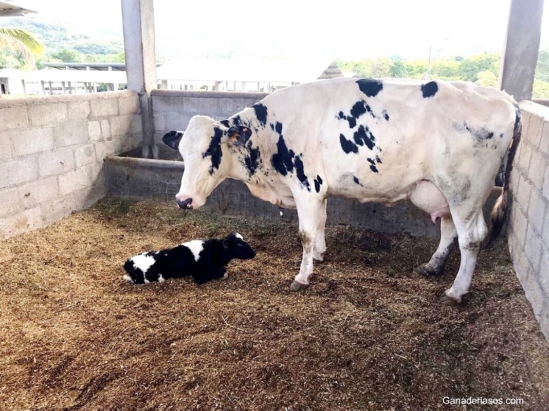 IMPORTANCIA DEL PERÍODO DE TRANSICIÓN EN LA VACA DE LECHE - Ganaderia ...