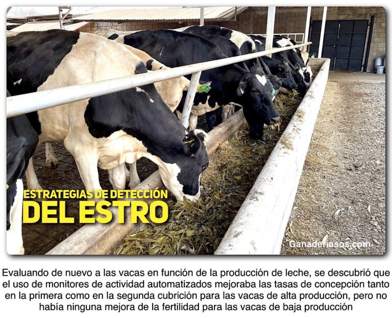 ESTRATEGIAS DE DETECCIÓN DEL ESTRO - Ganaderia SOS: Solución Integral ...