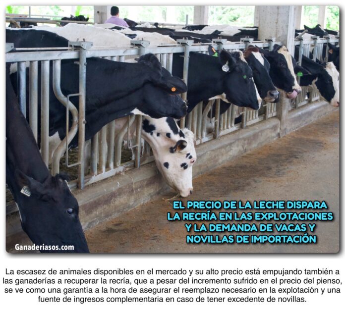 EL PRECIO DE LA LECHE DISPARA LA RECRÍA EN LAS EXPLOTACIONES Y LA ...