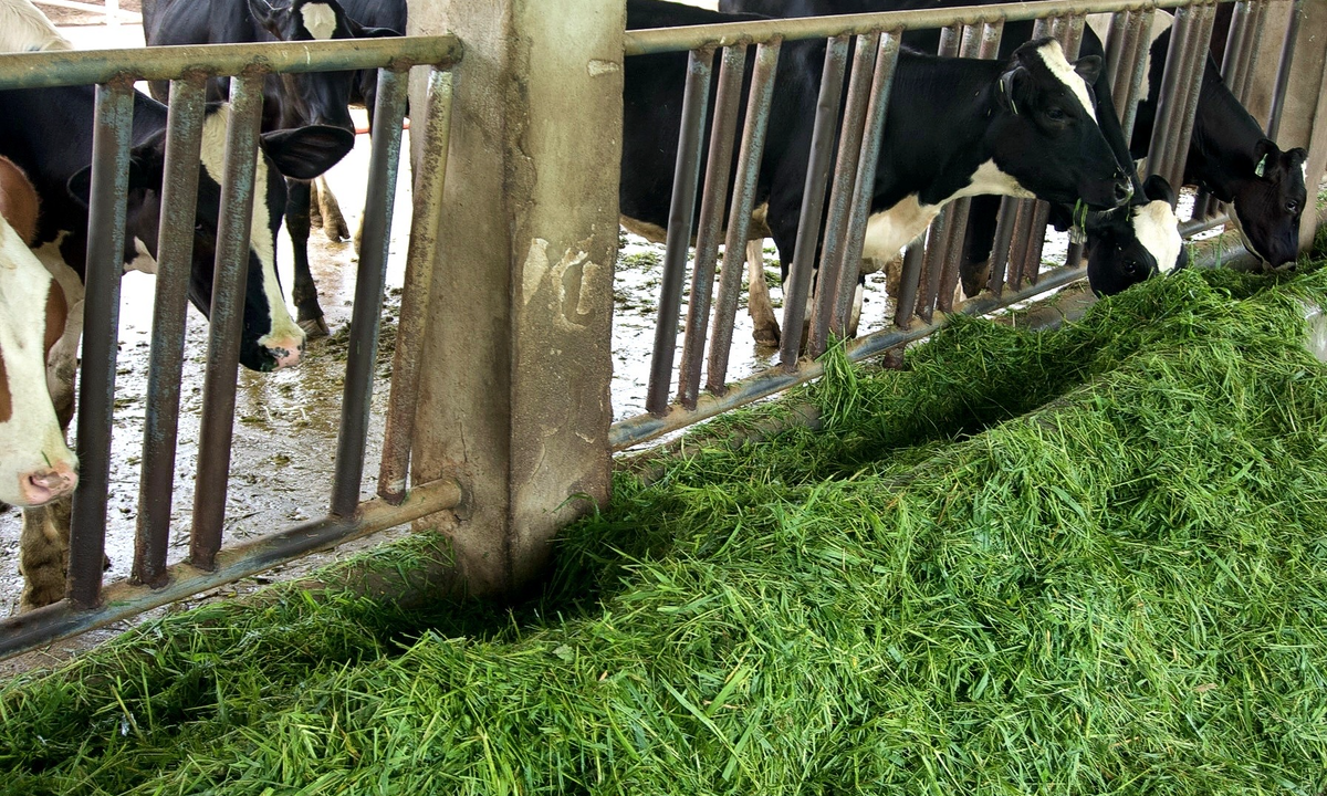 LAS VENTAJAS DEL EMPUJE AUTOMATIZADO DE ALIMENTOS PARA LAS VACAS