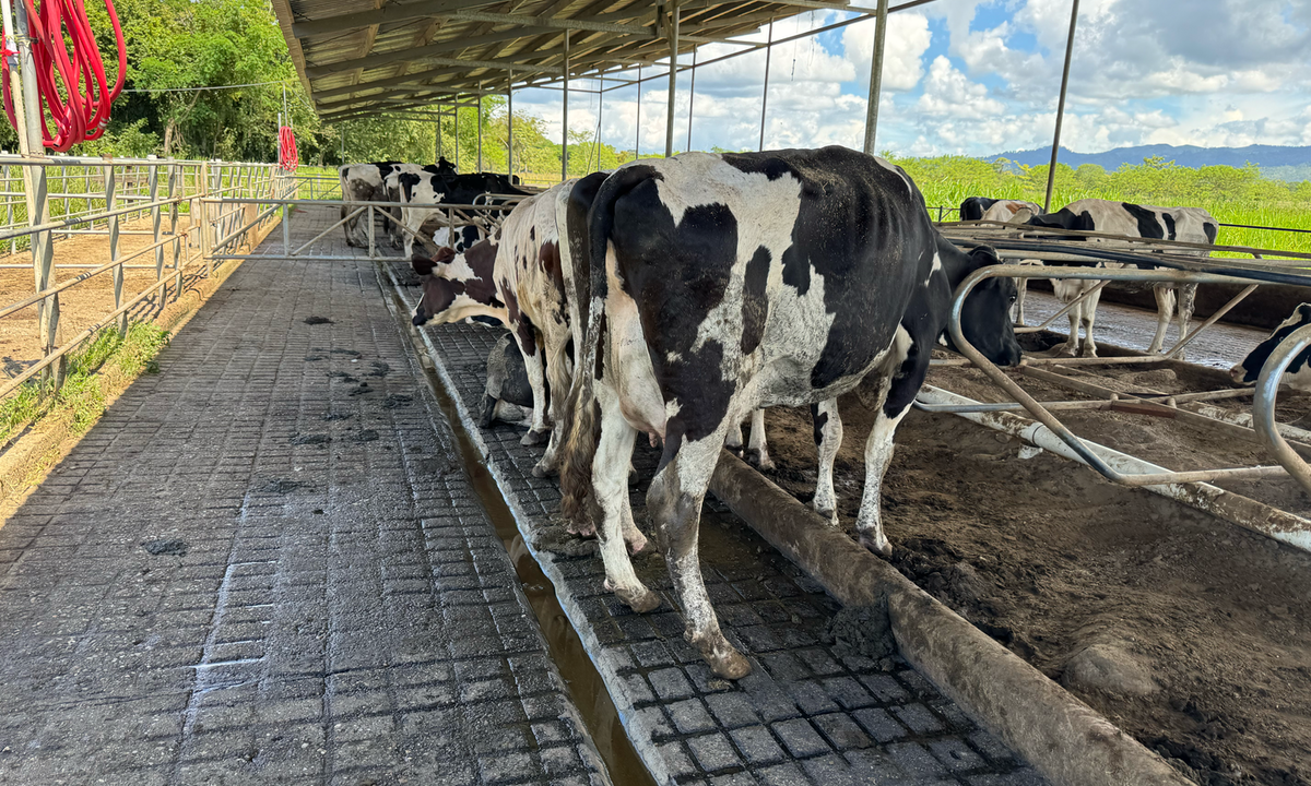 CONDICIÓN CORPORAL EN VACAS DE TRANSICIÓN