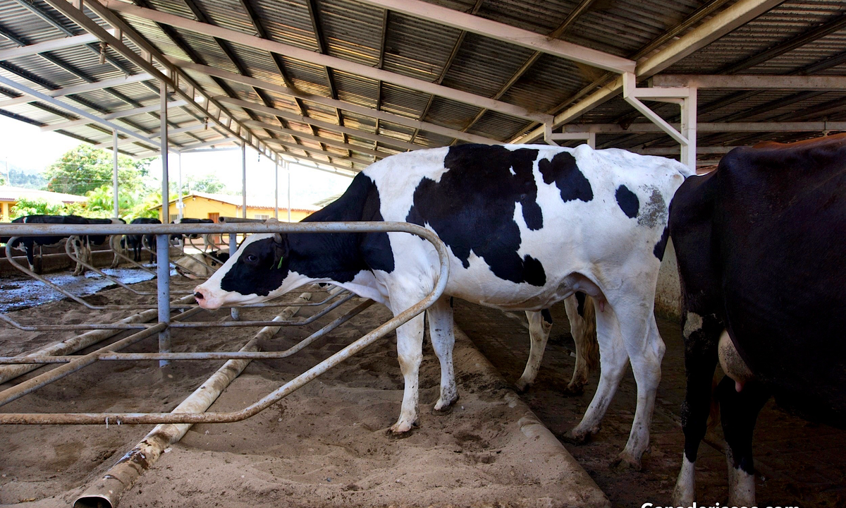 MONITOREO DEL BIENESTAR ANIMAL EN LA PRODUCCIÓN LECHERA.