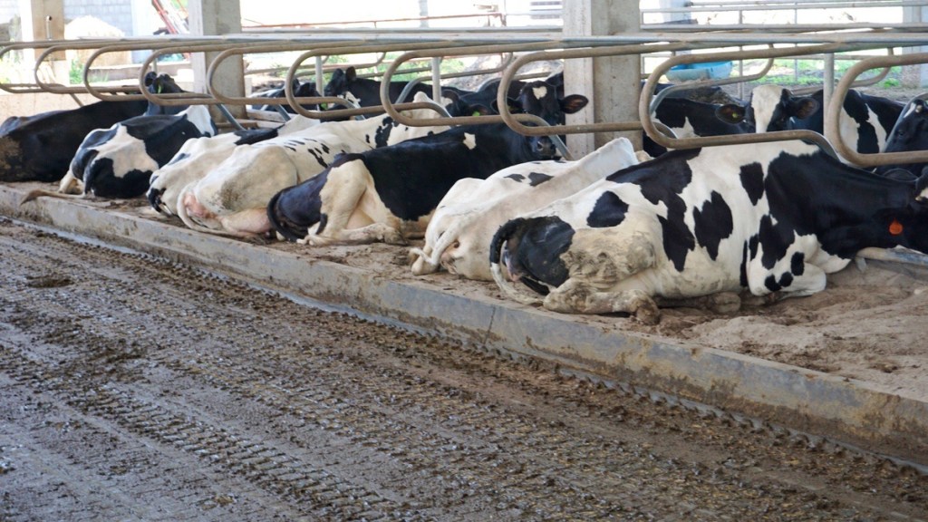 METIONINA – MÁS QUE LECHE: PROGRAMACIÓN&nbsp;NUTRICIONAL