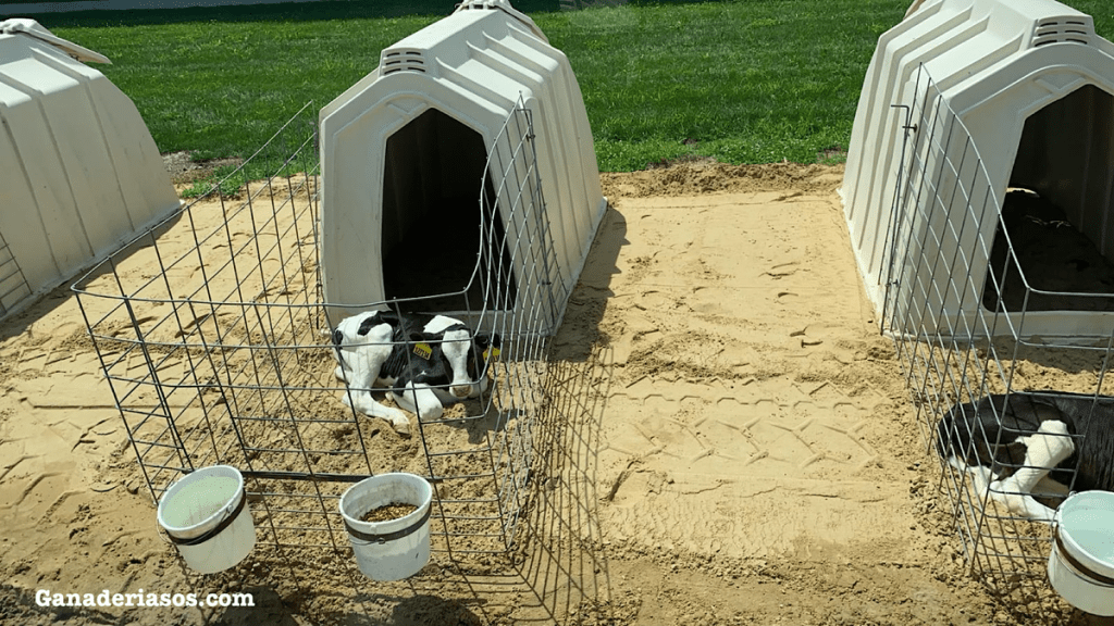 «LA VIVIENDA SOCIAL MEJORA EL RENDIMIENTO DE LOS TERNEROS LECHEROS EN UNA PRUEBA DE&nbsp;COMPETENCIA.»