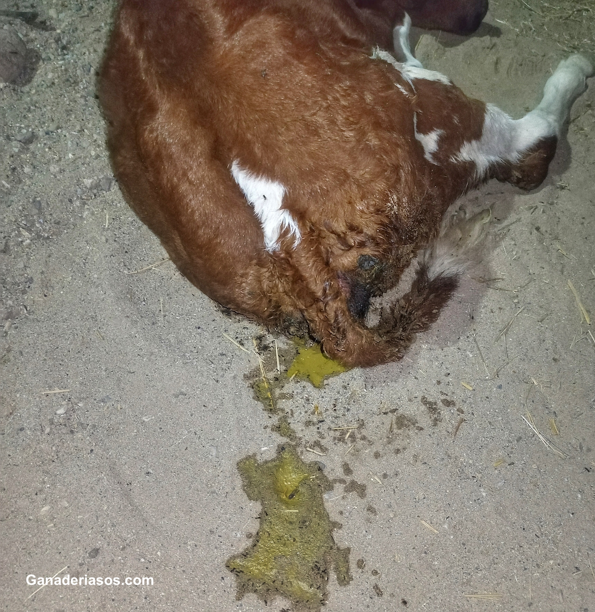 COMUNICANDO MENSAJES SOBRE LA DIARREA EN LOS ANIMALES A CLIENTES DE LA INDUSTRIA GANADERA