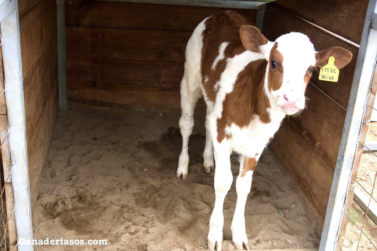 CUIDADO CON LA HINCHAZÓN ABOMASAL CON LOS CAMBIOS EN LA ALIMENTACIÓN INVERNAL