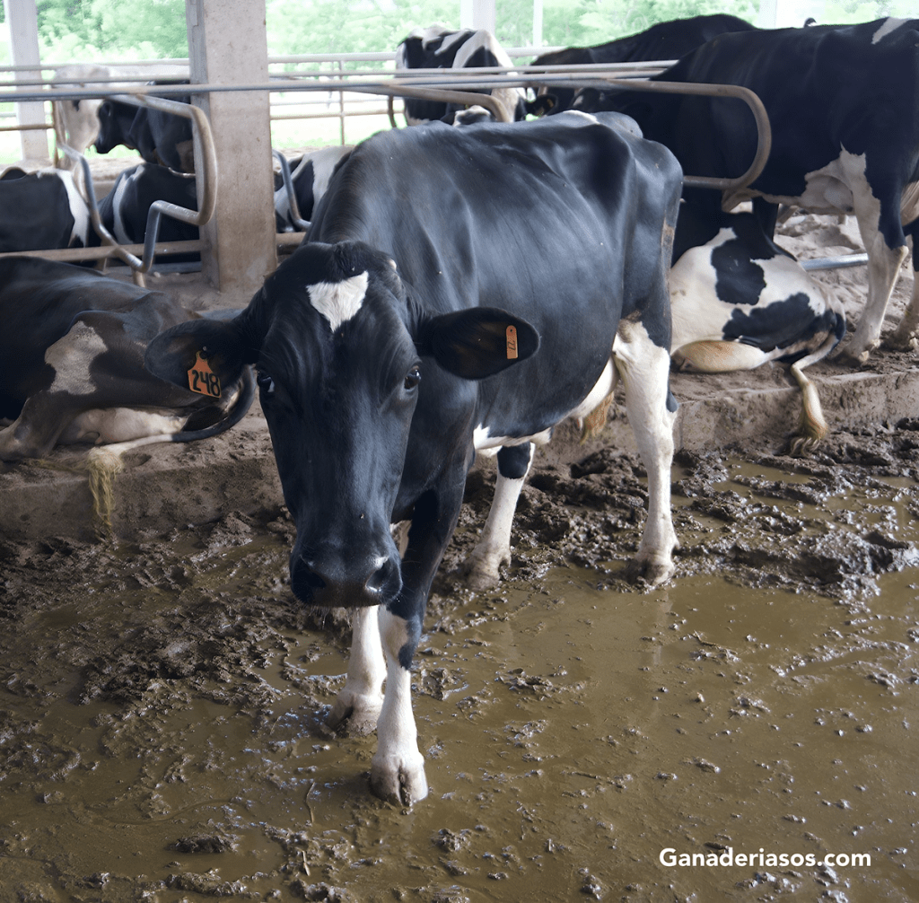 MANTENER LA SALUD DE LAS PEZUÑAS A TRAVÉS DE LA NUTRICIÓN