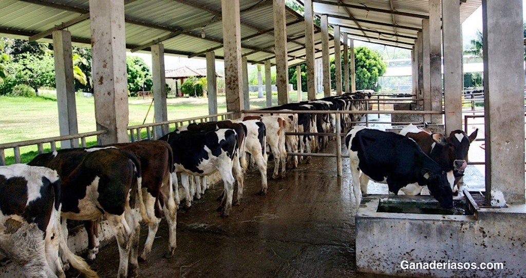 RESPUESTA INMUNE HUMORAL CONTRA TOXOIDES DE CLOSTRIDIUM PERFRINGENS EN VAQUILLONAS HOLANDO SEROPOSITIVAS AL VIRUS DE LA LEUCOSIS BOVINA&nbsp;ENZOÓTICA