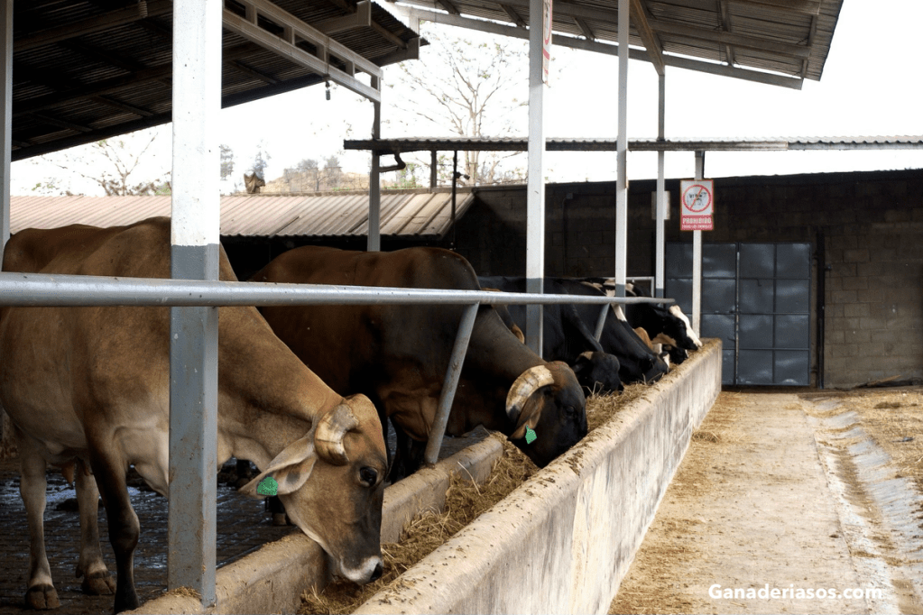 EL MONITOREO EFECTIVO DE LA TEMPERATURA CORPORAL EN EL&nbsp;GANADO