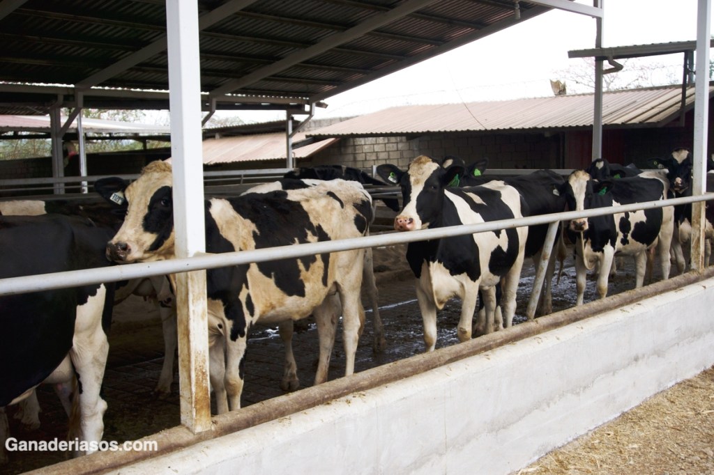CÓMO MEJORAR EL RENDIMIENTO DEL&nbsp;ORDEÑO