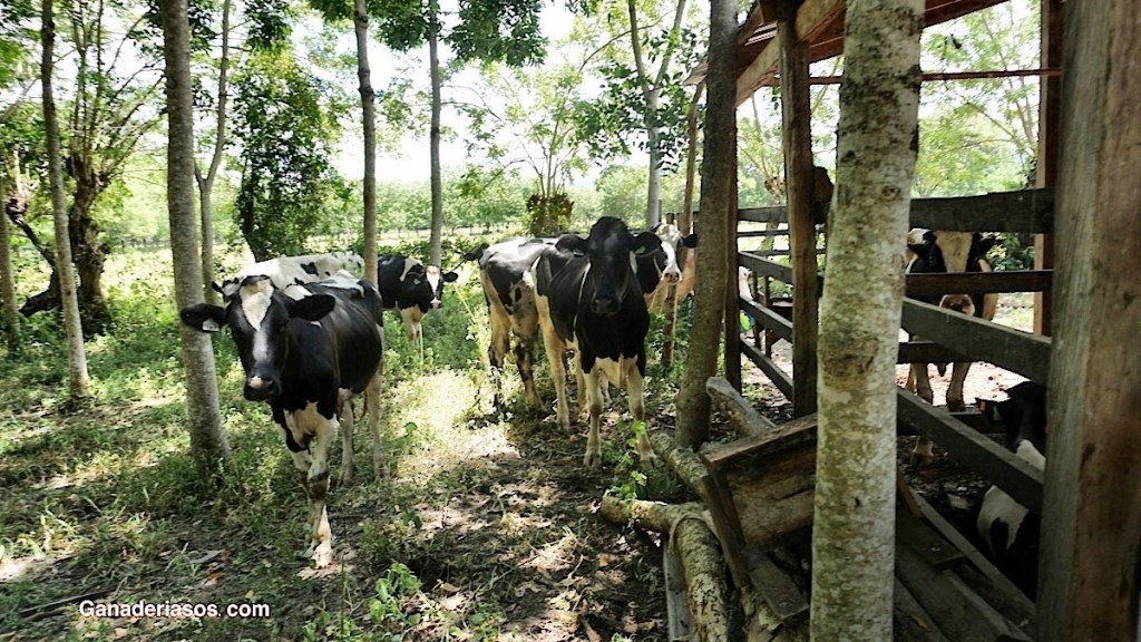 ¿NECESITAMOS ANTIBIÓTICOS PARA TRATAR LAS&nbsp;COJERAS?
