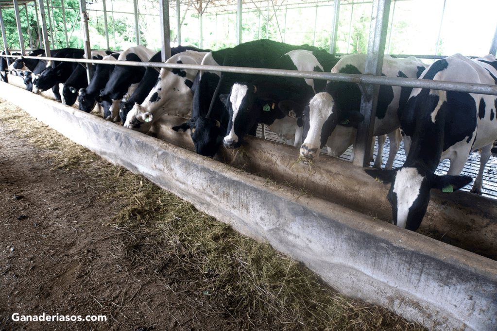 IMPACTO DEL ESTRÉS TÉRMICO EN LA VACA SECA SOBRE EL DESARROLLO DE LA GLÁNDULA&nbsp;MAMARIA…