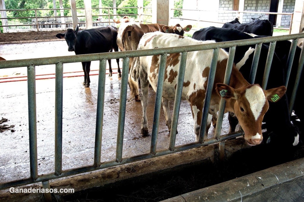 “ CUANDO EL SILO&nbsp;MATA”