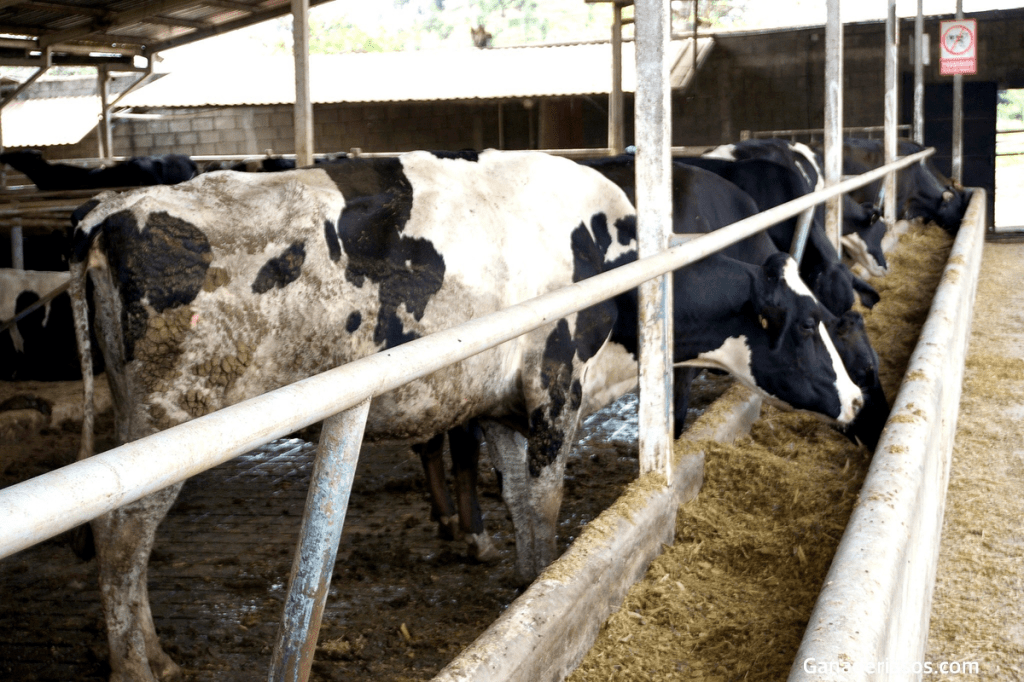 AVANCES CIENTÍFICOS RECIENTES (2023,Q1) ACERCA DEL USO DEL NITRÓGENO, PROTEÍNA Y AMINOÁCIDOS EN VACUNO LECHERO