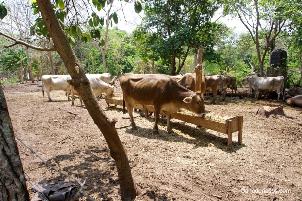 CAMBIOS QUE VIENEN JUNTO A LAS EVALUACIONES GENÉTICAS DE&nbsp;DICIEMBRE