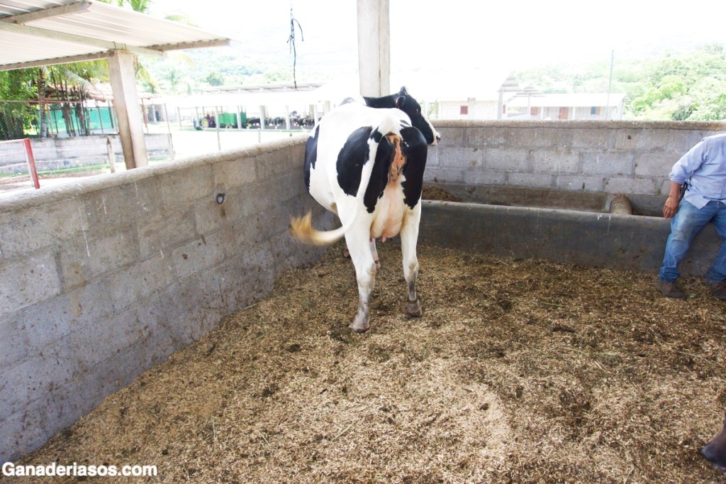 BALANCE ANIÓNICO-CATIÓNICO EN EL PREPARTO DE LA VACA&nbsp;LECHERA