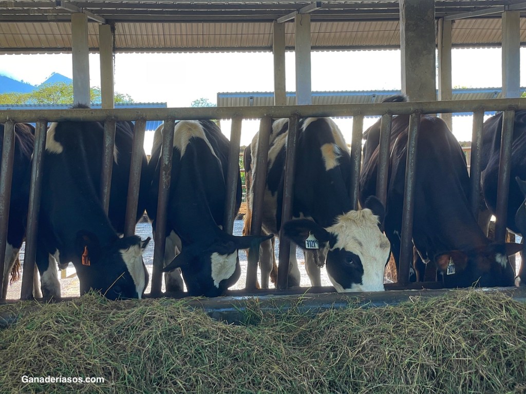 CAUSAS NUTRICIONALES DE INFERTILIDAD EN NOVILLAS&nbsp;LECHERAS