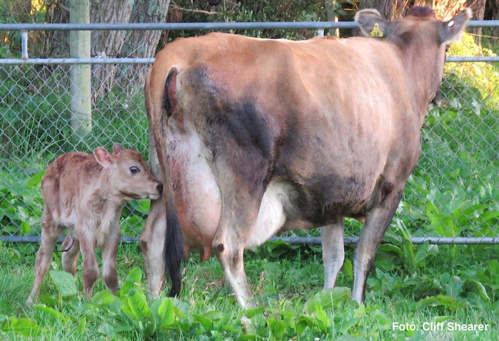 TERNERO : PLANIFICACIÓN PARA UN PERÍODO EXITOSO DE PARTO Y&nbsp;CRÍA