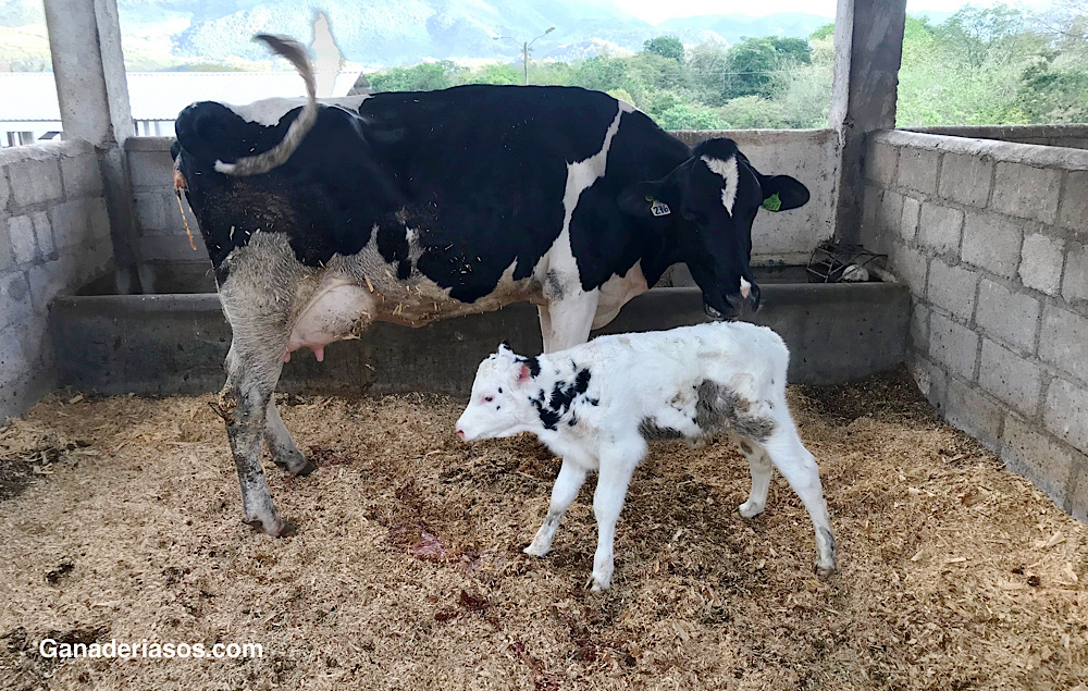 VALOR DE LOS PARÁMETROS REPRODUCTIVOS