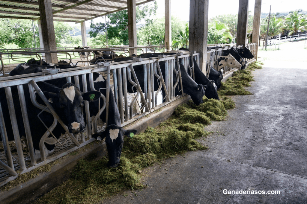 ¿CON QUÉ FRECUENCIA SE DEBE EMPUJAR LA&nbsp;ALIMENTACIÓN?