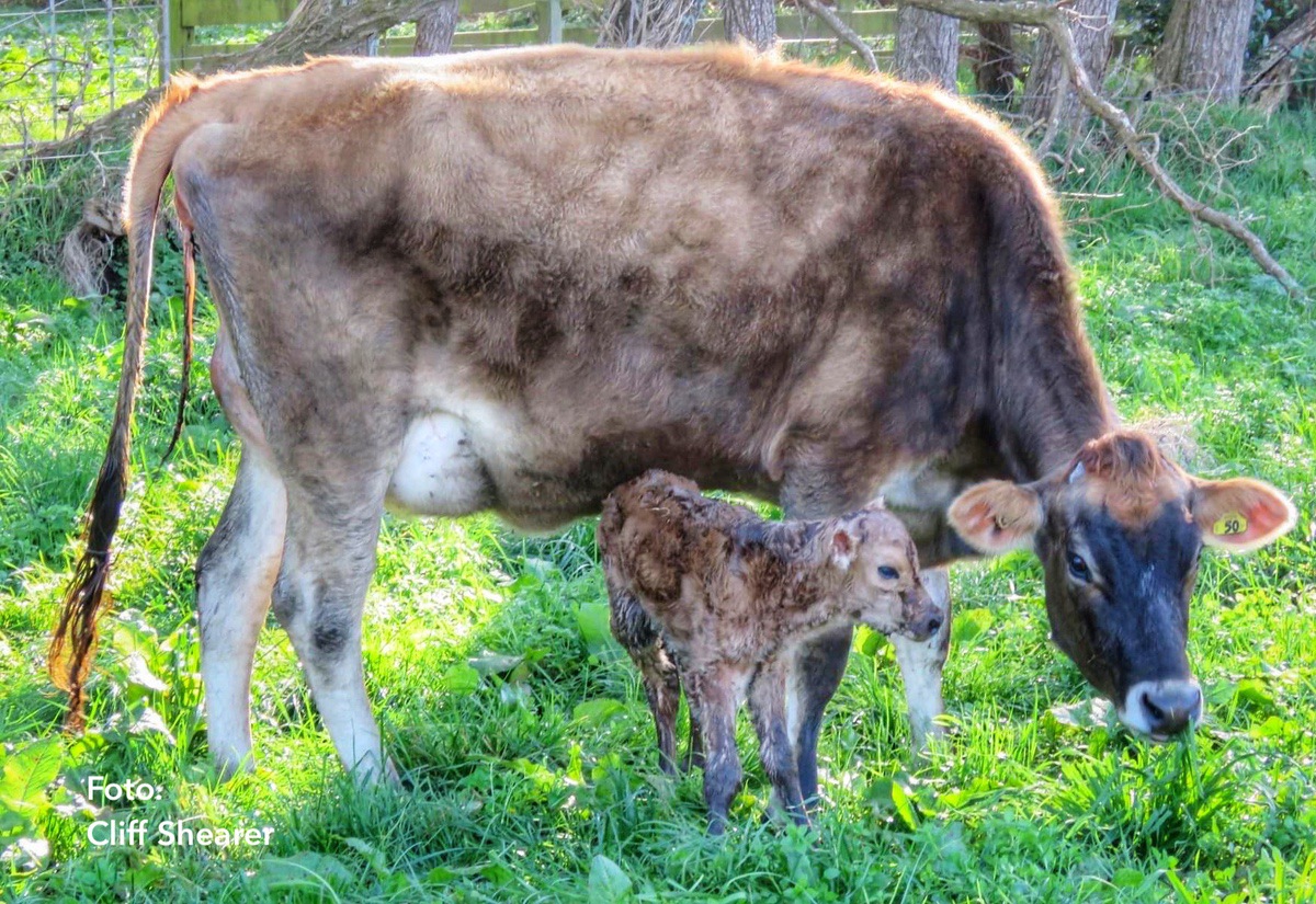 METÁFILAXIS DE LA CETOSIS DEL GANADO LECHERO